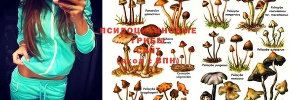 дживик Нефтекумск
